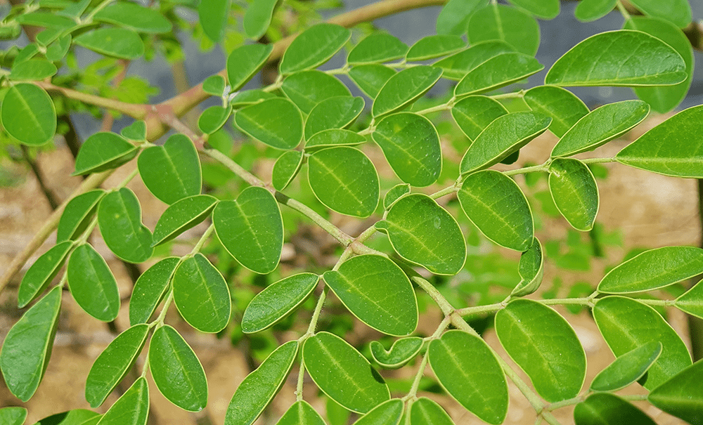 moringa-connatur-conil