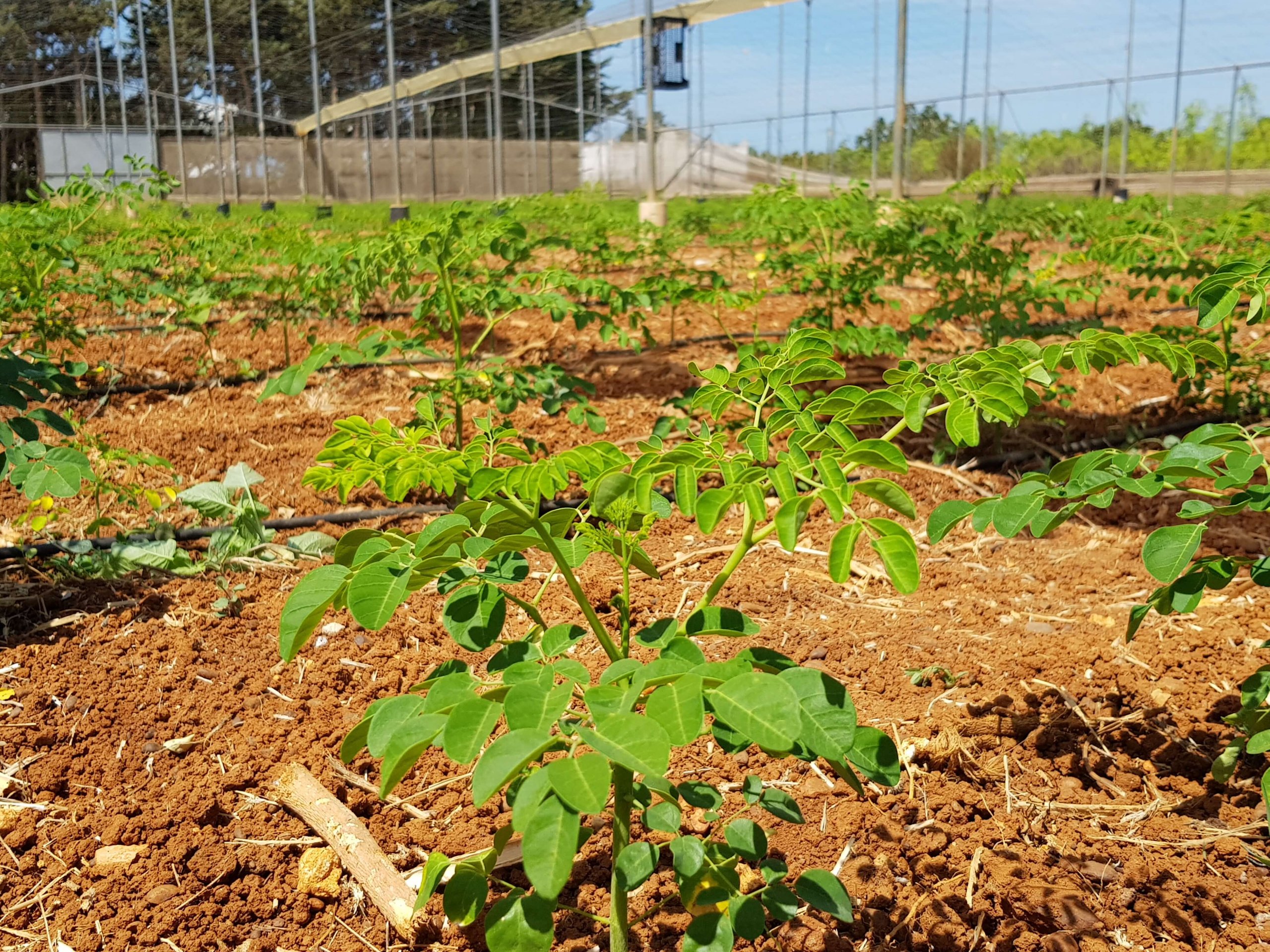 10-propiedades-de-la-moringa